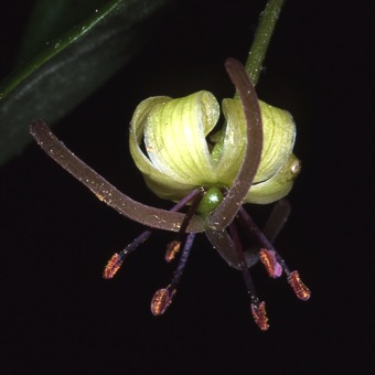 00799 Medeola virginiana_mod21.jpg